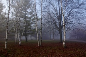 Fall Walk In The Fog